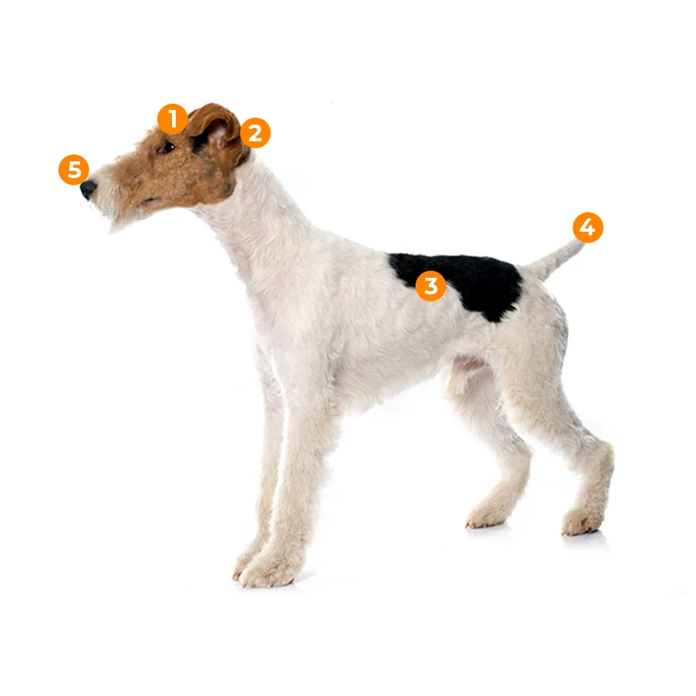 caracteristicas fisicas